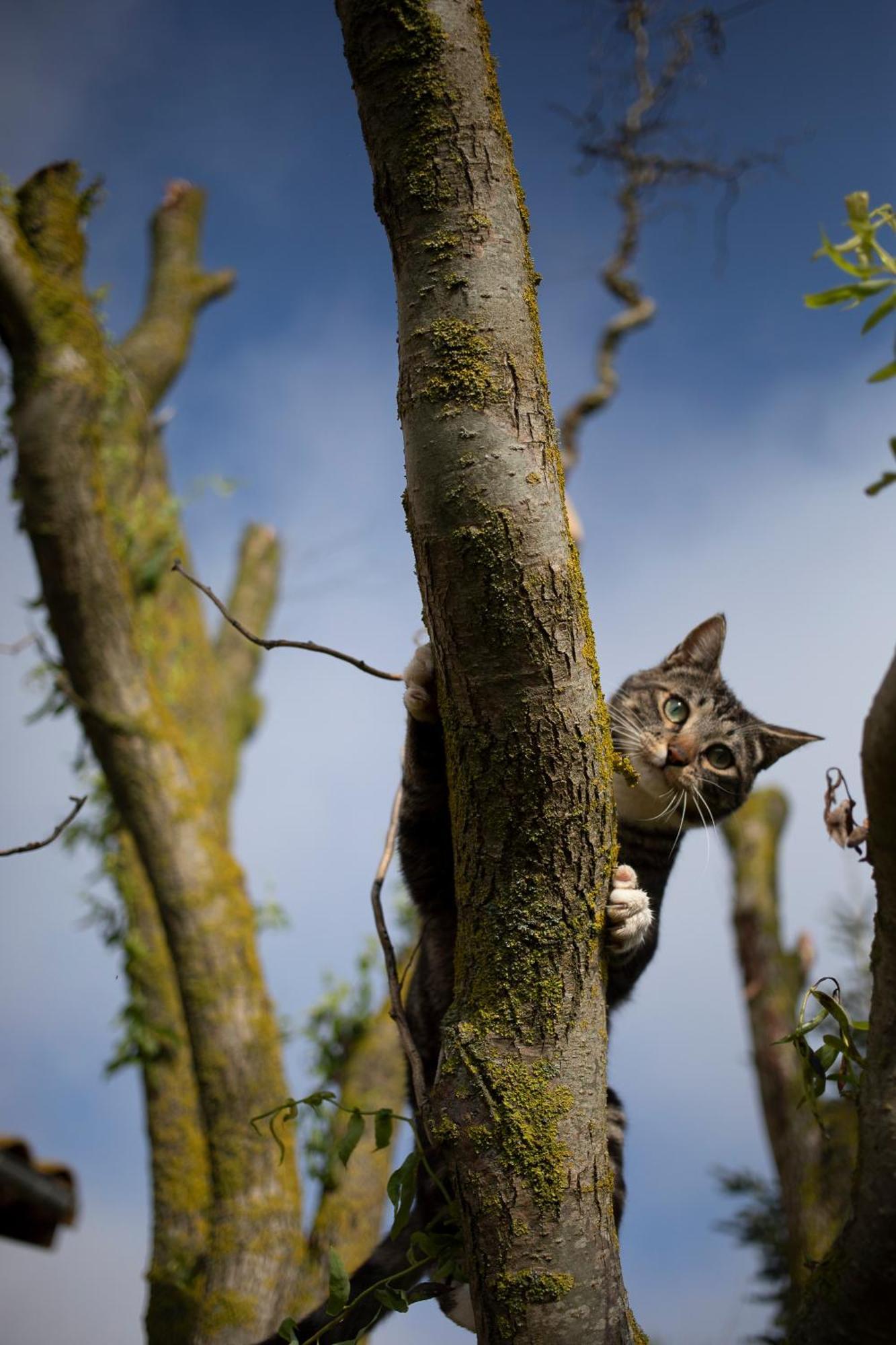 Le Chat Blanc Gite Versols-et-Lapeyre Eksteriør billede